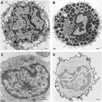 The Role of Lamins in the Nucleoplasmic Reticulum, a Pleiomorphic Organelle That Enhances Nucleo-Cytoplasmic Interplay